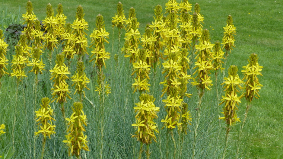Asfodelka žlutá (Asphodeline lutea)