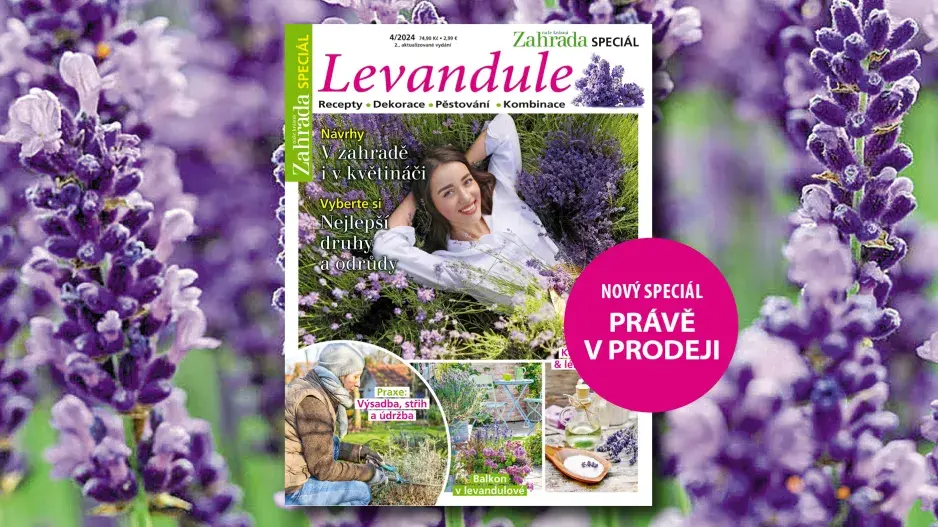 Speciál Naše krásná zahrada levandule