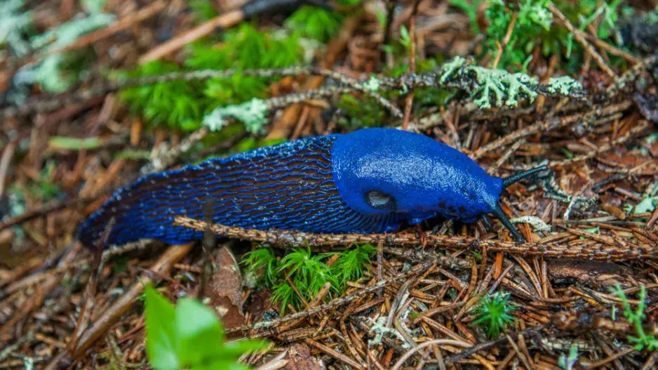 Modranka karpatská (Bielzia coerulans)