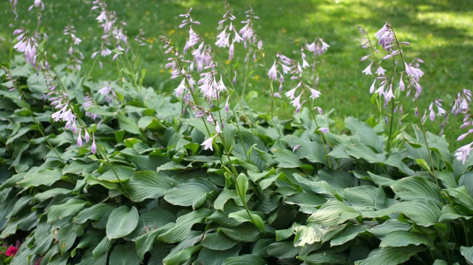 Bohyška (Hosta)