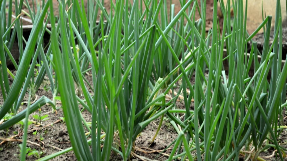 Cibule sečka (Allium fistulosum)