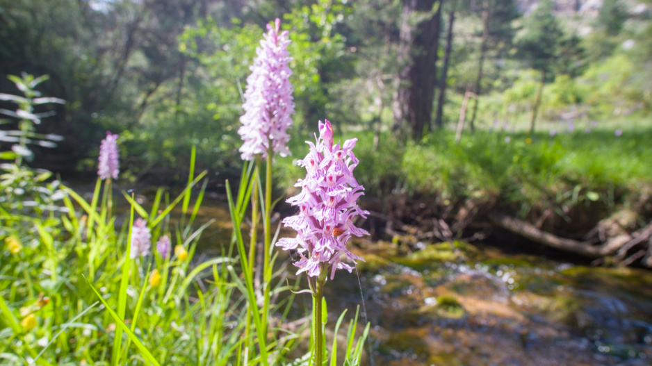 Prstnatec Fuchsův pravý (Dactylorhiza fuchsii)