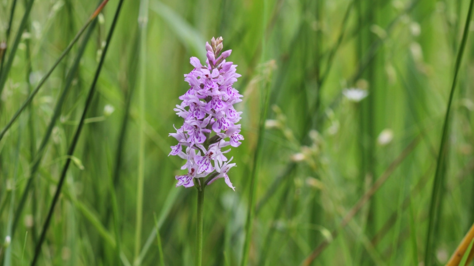 Prstnatec Fuchsův pravý (Dactylorhiza fuchsii)