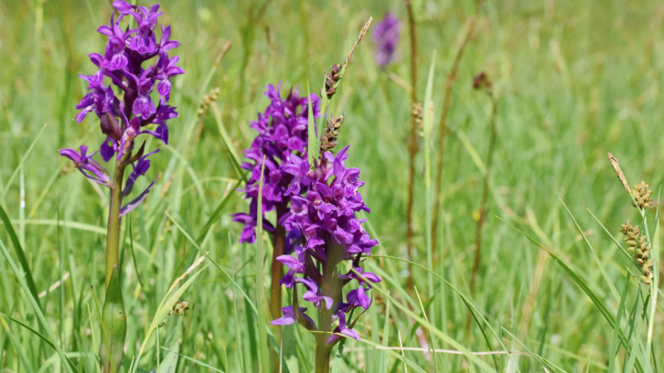 Prstnatec májový (Dactylorhiza majalis)