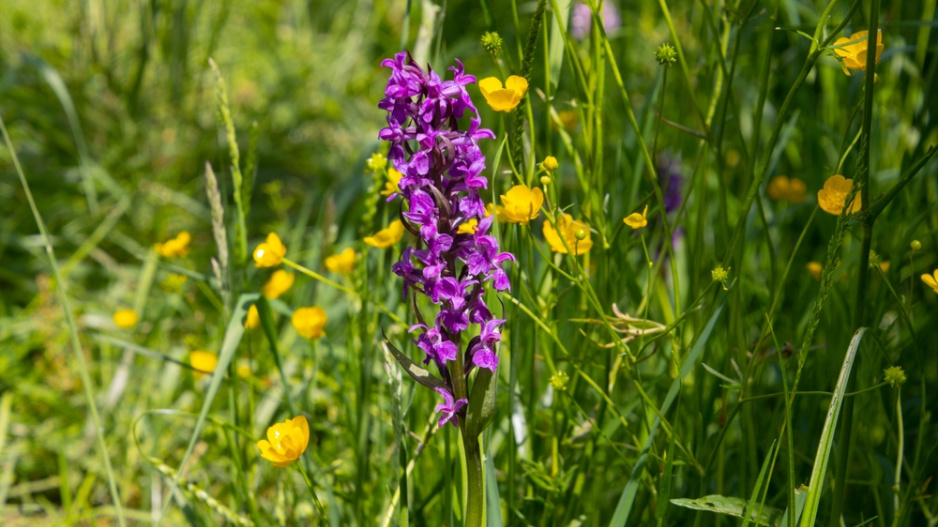 Prstnatec májový (Dactylorhiza majalis)