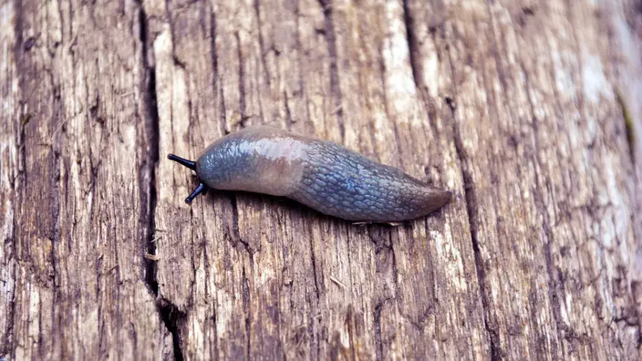 Slimáček polní (Deroceras agreste)