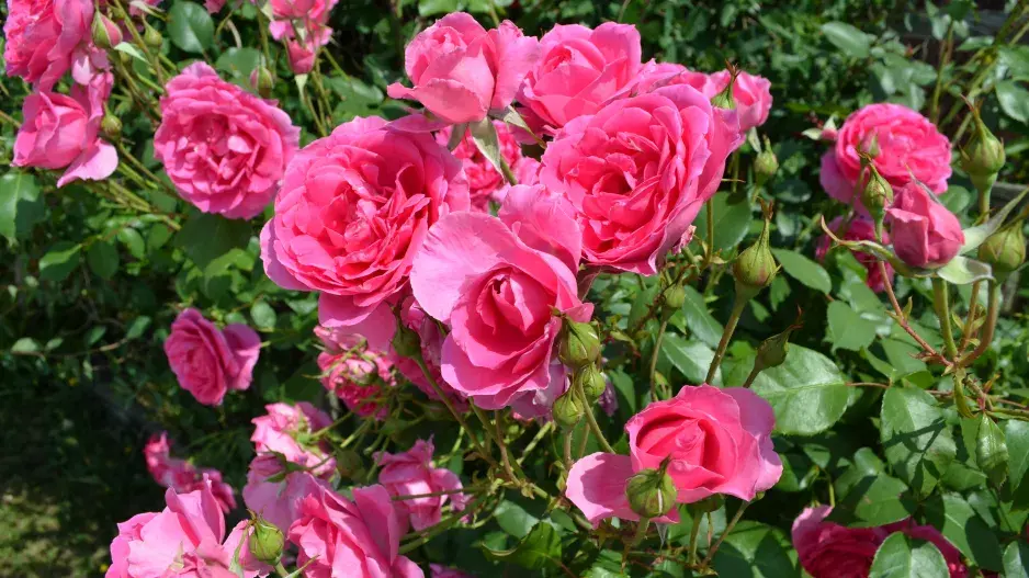 Růže jsou královny květin