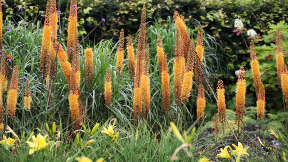 Liliochvostec (Eremurus)