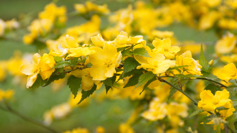 Kerria japonica 'Golden Guinea' 