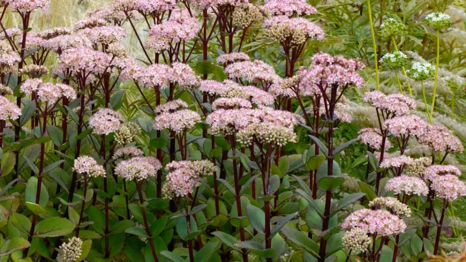 Kouzelný rozchodníkovec nachový