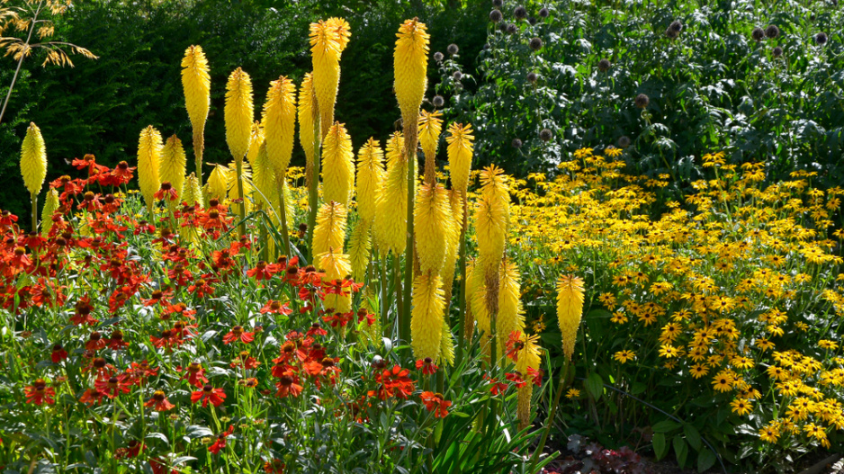 Mnohokvět (Kniphofia)