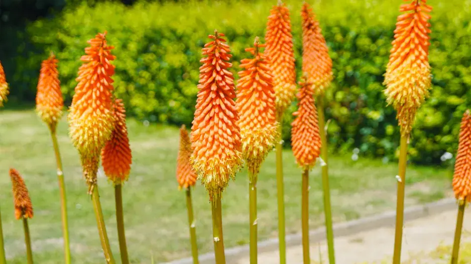 Mnohokvět (Kniphofia)