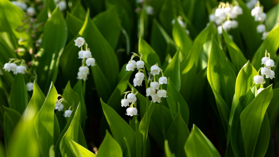 Konvalinka vonná (Convallaria majalis) 