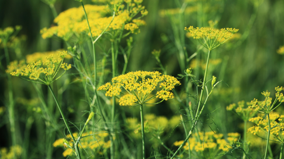Kopr vonný (Anethum graveolens) 