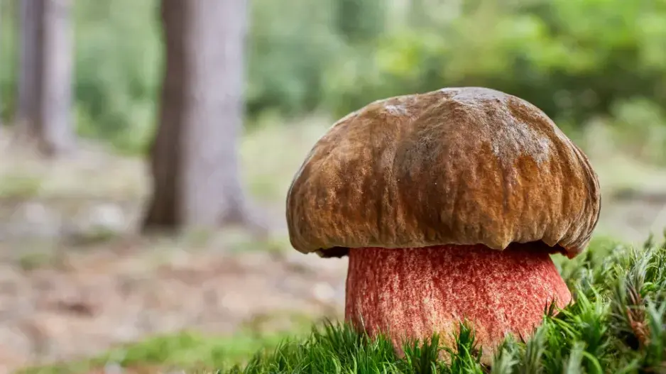 Hřib kovář (Neoboletus luridiformis)