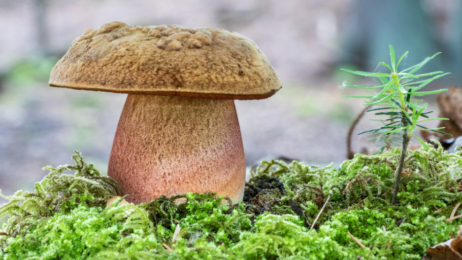 Hřib kovář (Neoboletus luridiformis)