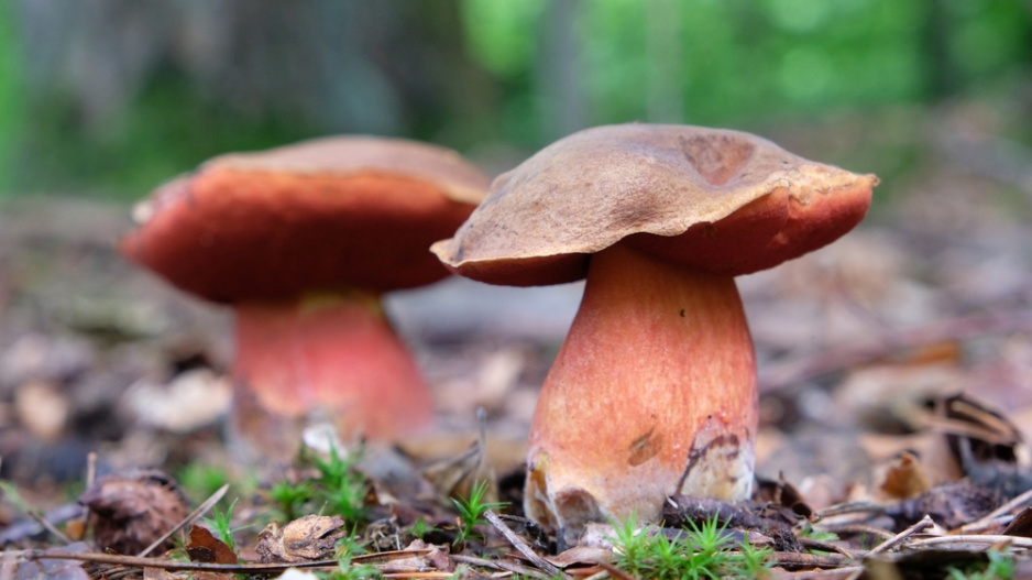 Hřib kovář (Neoboletus luridiformis)