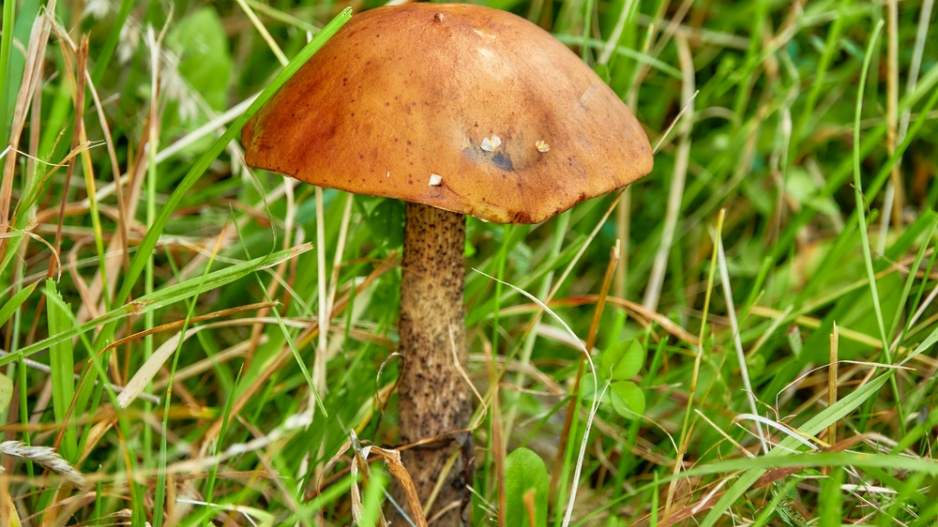 Kozák březový (Leccinum scabrum)