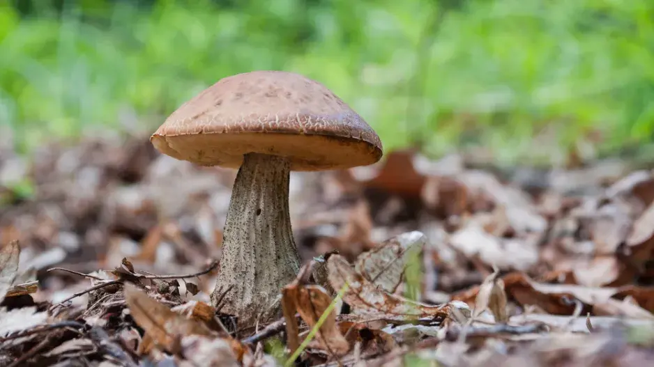 Kozák březový (Leccinum scabrum)