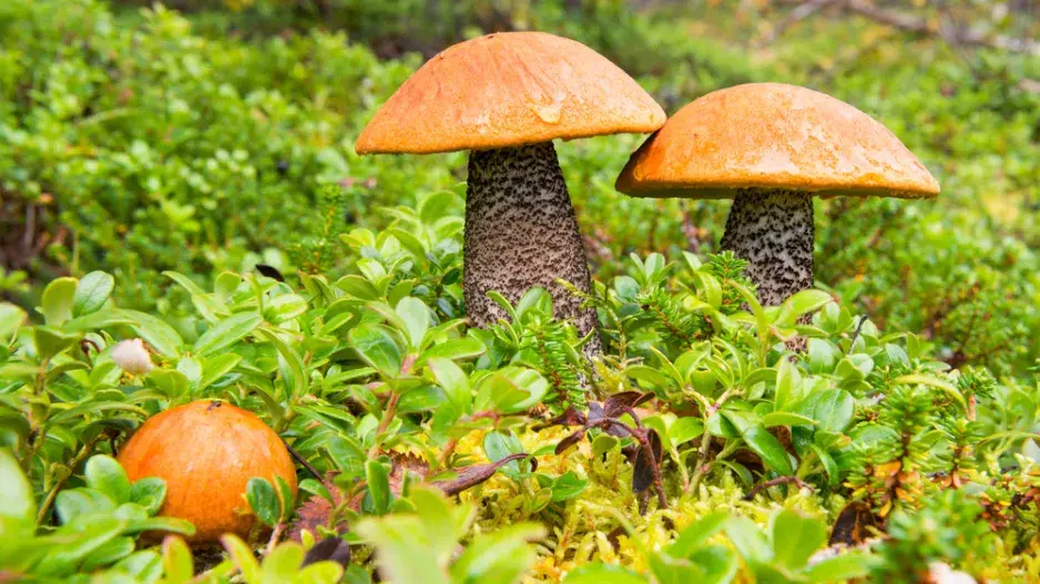 Křemenáč březový (Leccinum versipelle)