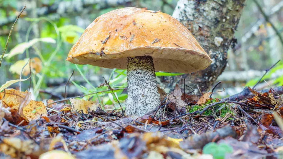 Křemenáč březový (Leccinum versipelle)