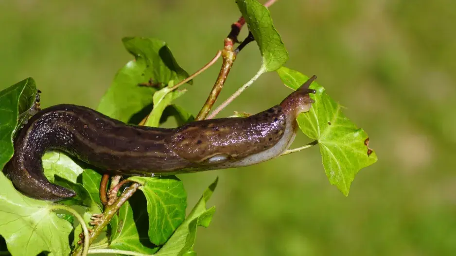 Slimák největší (Limax maximus)