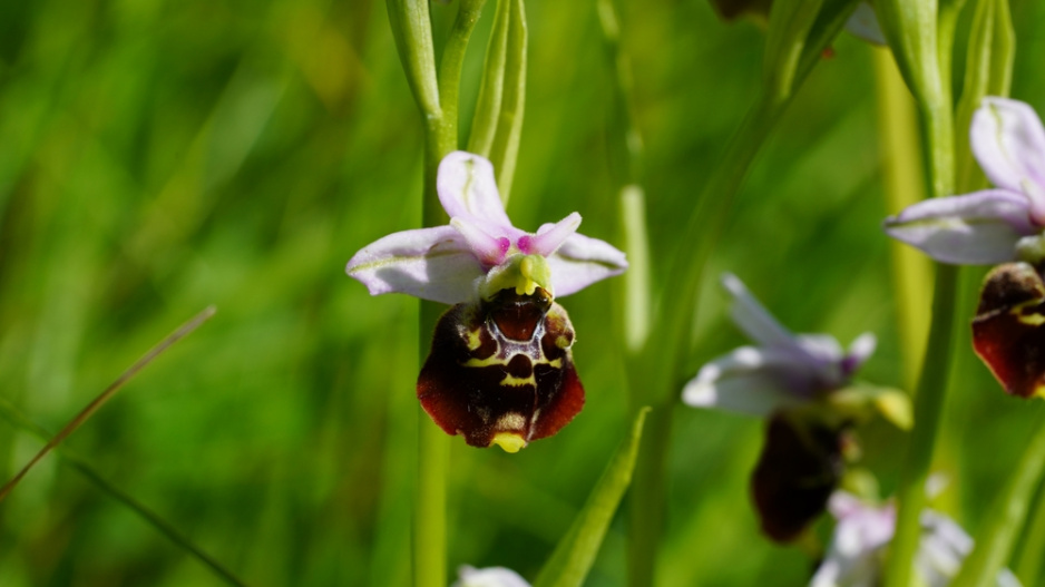 Tořič čmelákovitý (Ophrys holosericea)
