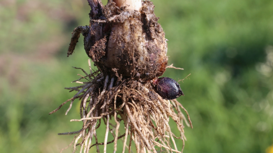 Česnek ořešec (Allium scorodoprasum)