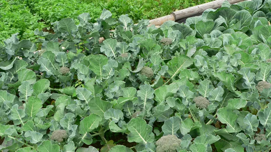 Brokolice je zdravá zelenina. 