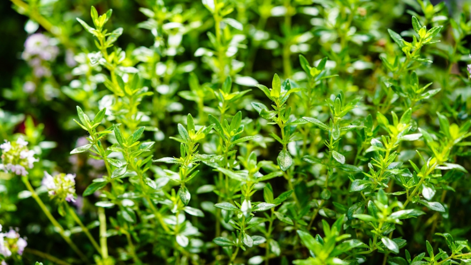 Saturejka zahradní (Satureja hortensis)
