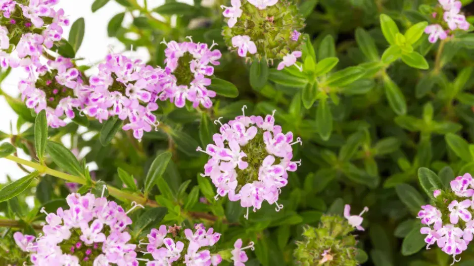 Saturejka zahradní (Satureja hortensis)