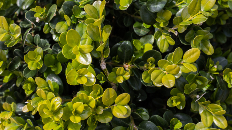 Zimostráz malolistý (Buxus microphylla), na podzim mívají listy žlutavě červené odlesky