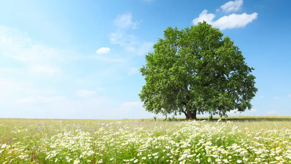 Pranostiky našich předků na měsíc červen