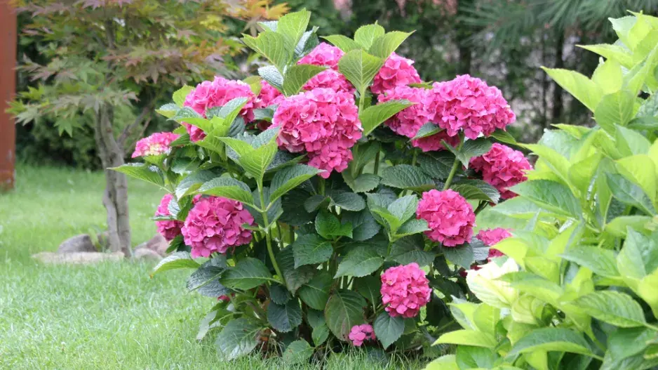 Krásné a zdravé hortenzie jsou korunou každé zahrady