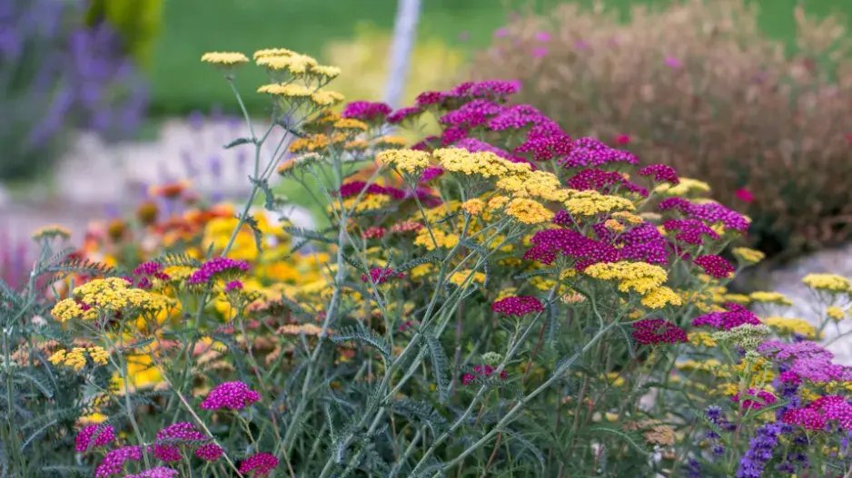 Připravte na horké léto i svou zahradu. Pěstujte suchomilné trvalky.