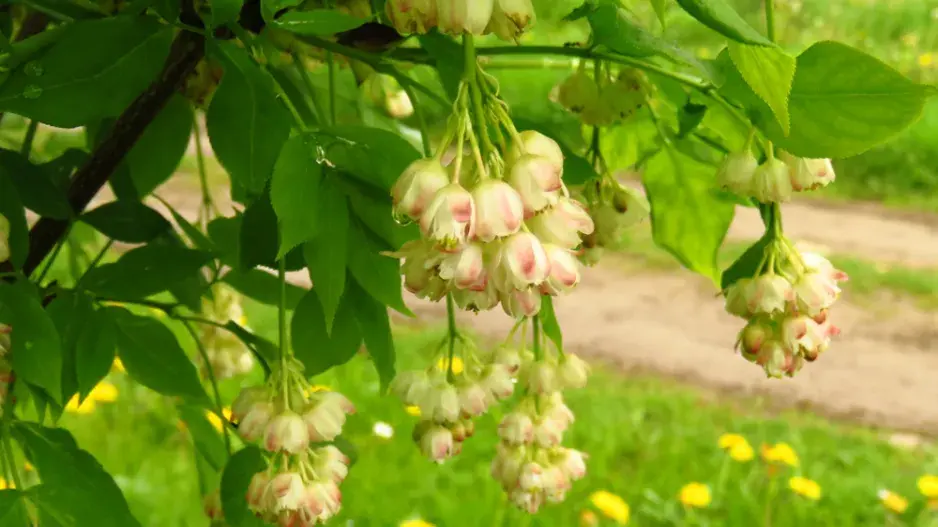 Klokoč zpeřený (Staphylea pinnata)