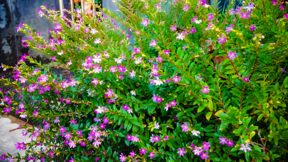 Hlazenec yzopolistý (Cuphea hyssopifolia)