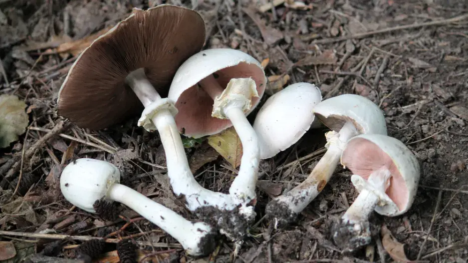 Žampion zápašný neboli pečárka zápašná (Agaricus xanthoderma)