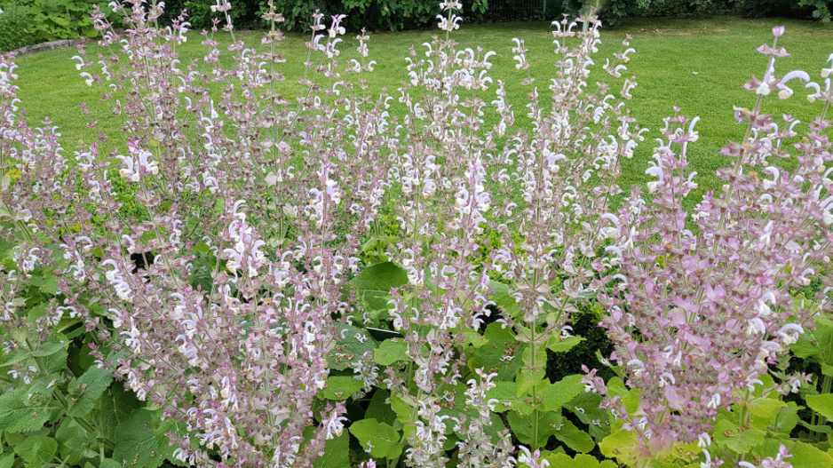 Šalvěj muškátová (Salvia sclarea)