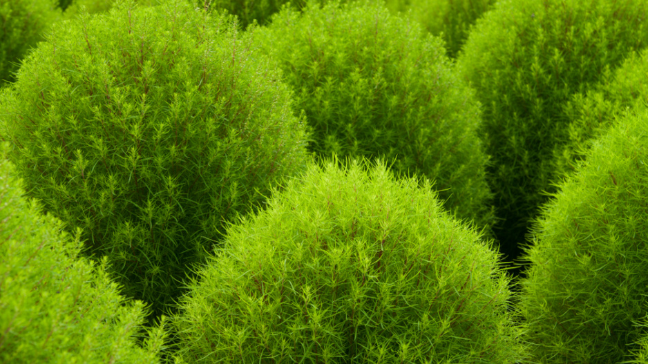 Bytel metlatý nebo i metlovitý (Bassia scoparia, syn. Kochia scoparia)