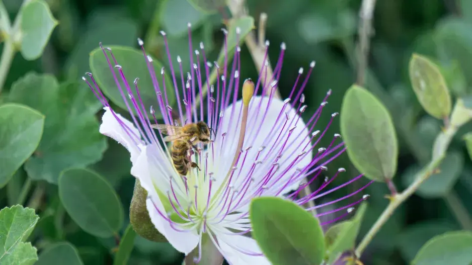 květ kapary trnité