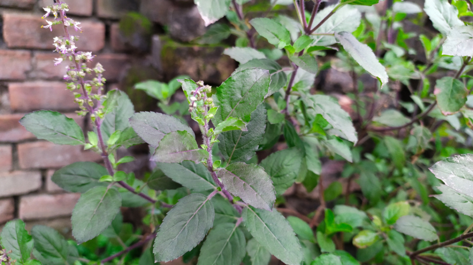 U nás můžete bazalku Tulsi pěstovat jako letničku na zahradě nebo v truhlíku na balkoně