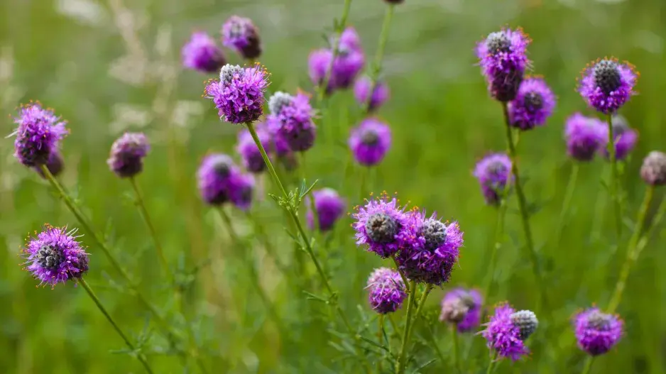 dalea