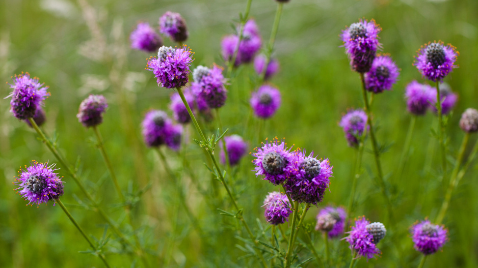 dalea