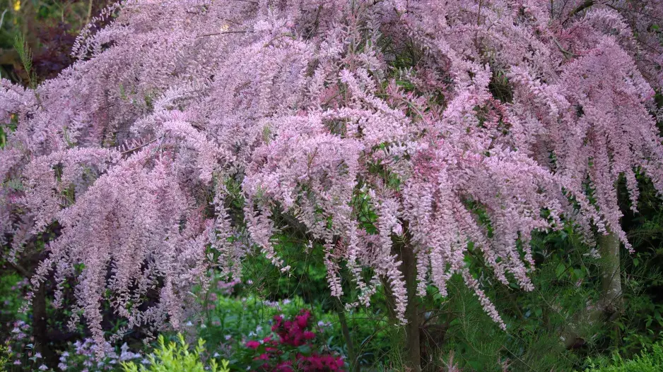 Kvetoucí keř tamaryšku