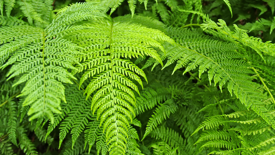 Hasivka orličí (Pteridium aquilinum)