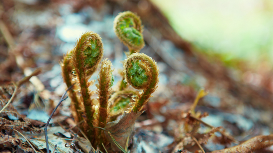 Hasivka orličí (Pteridium aquilinum)