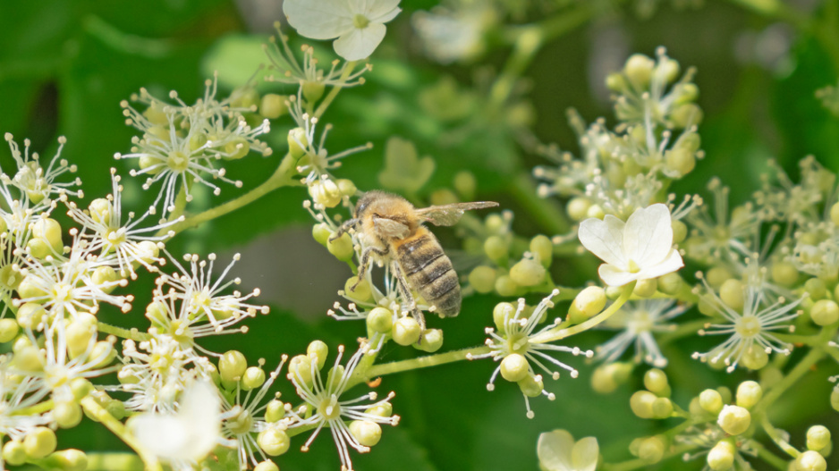 Hortenzie řapíkatá či hortenzie pnoucí (Hydrangea petiolaris)