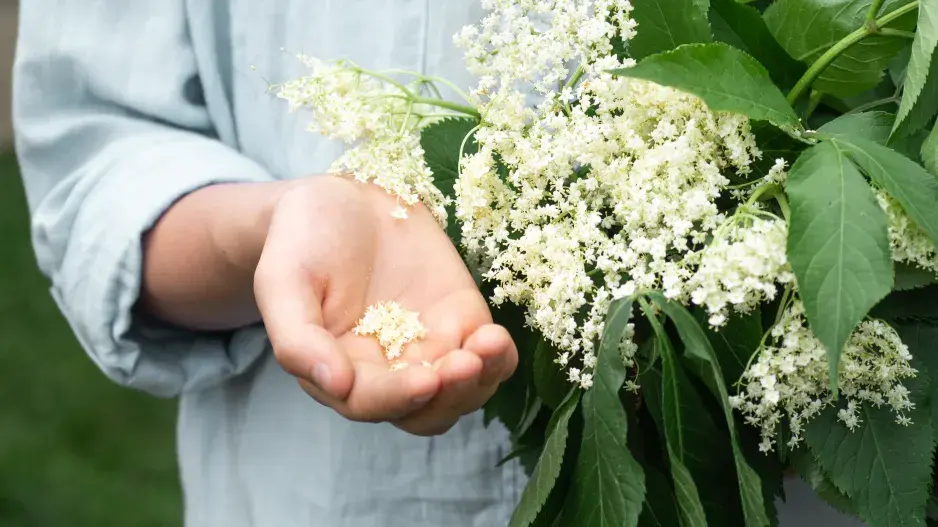 Květ bezu nabízí mnoho využití