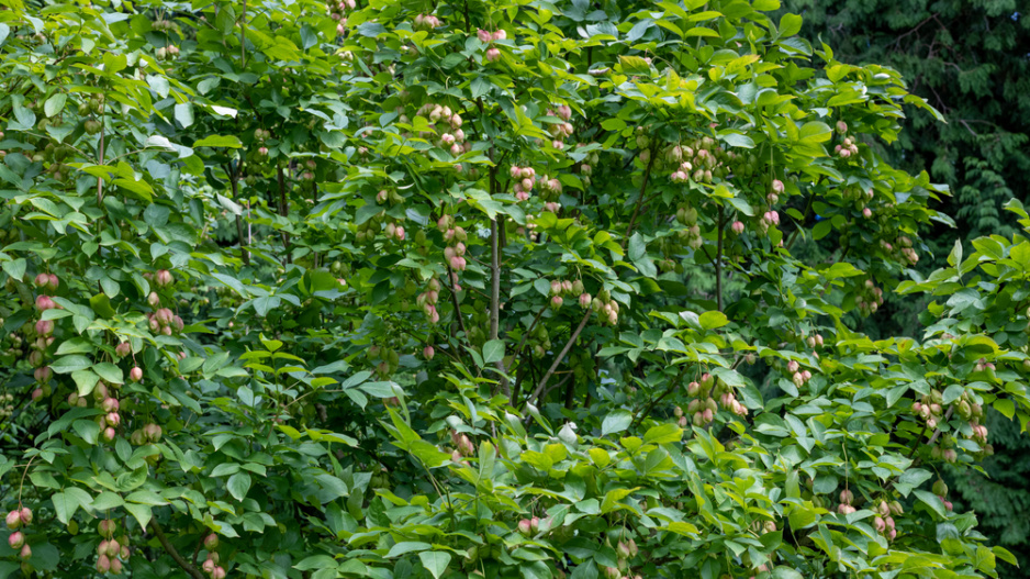 Klokoč zpeřený (Staphylea pinnata)